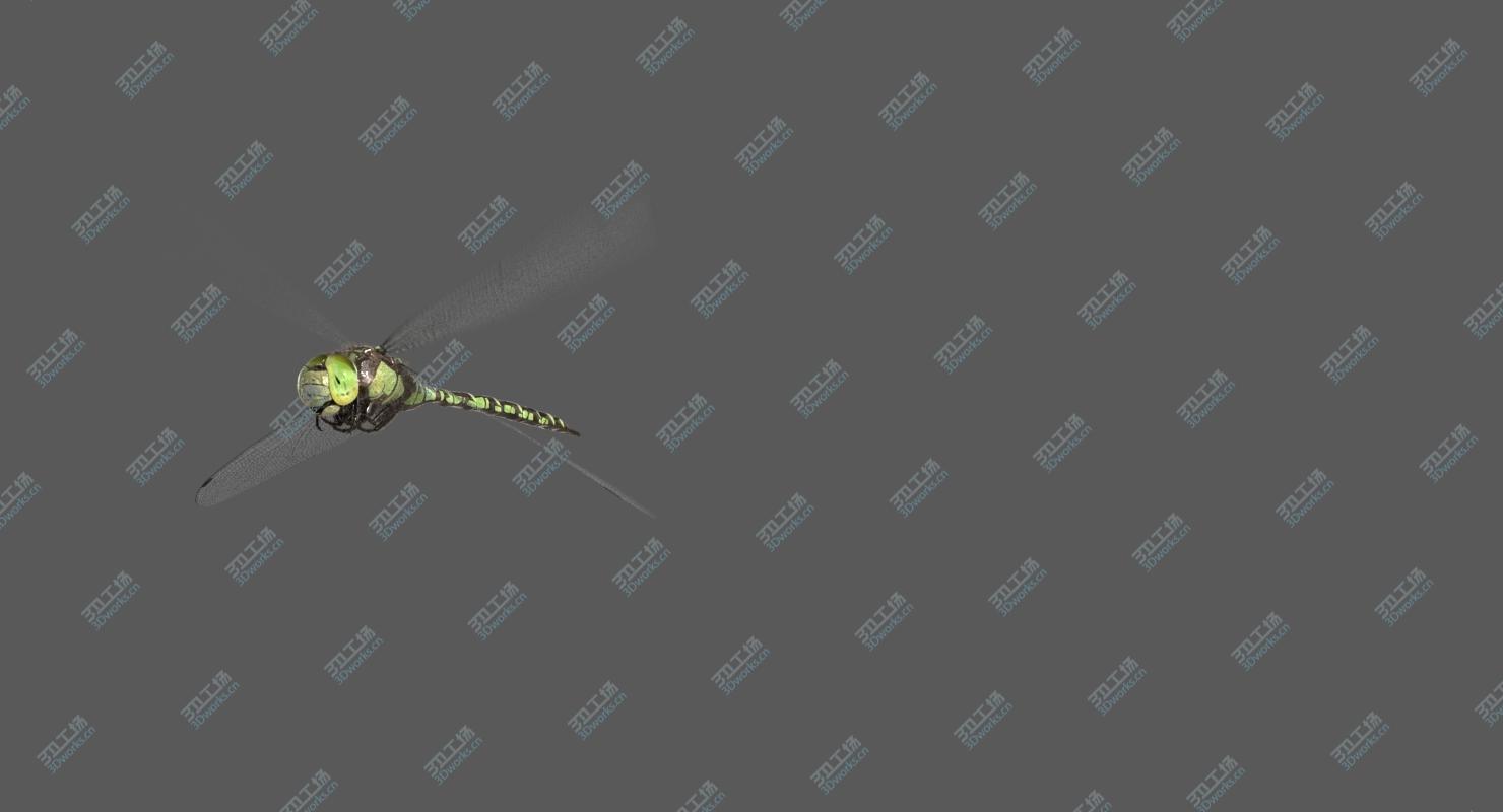 images/goods_img/2021040232/Dragonfly Southern Hawker (Animated) 3D/5.jpg